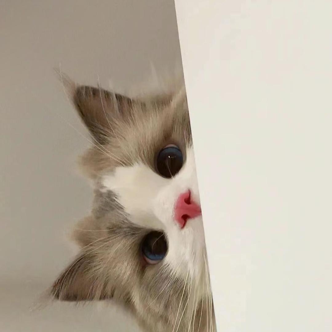 小猫睡不着a