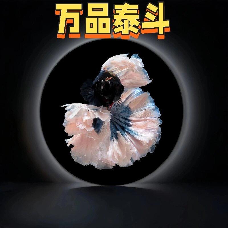万品泰斗水族