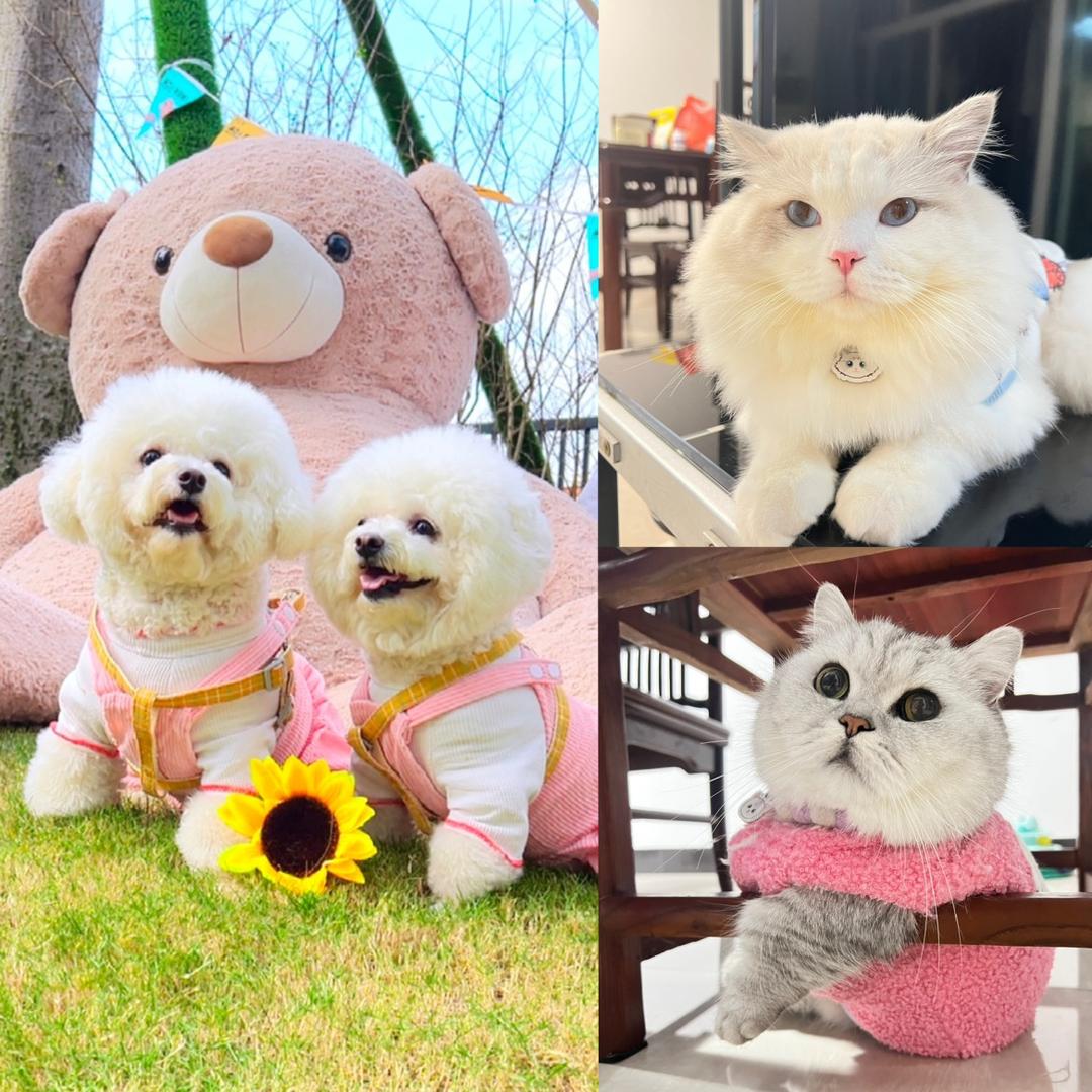 美元十一龙宝宝
