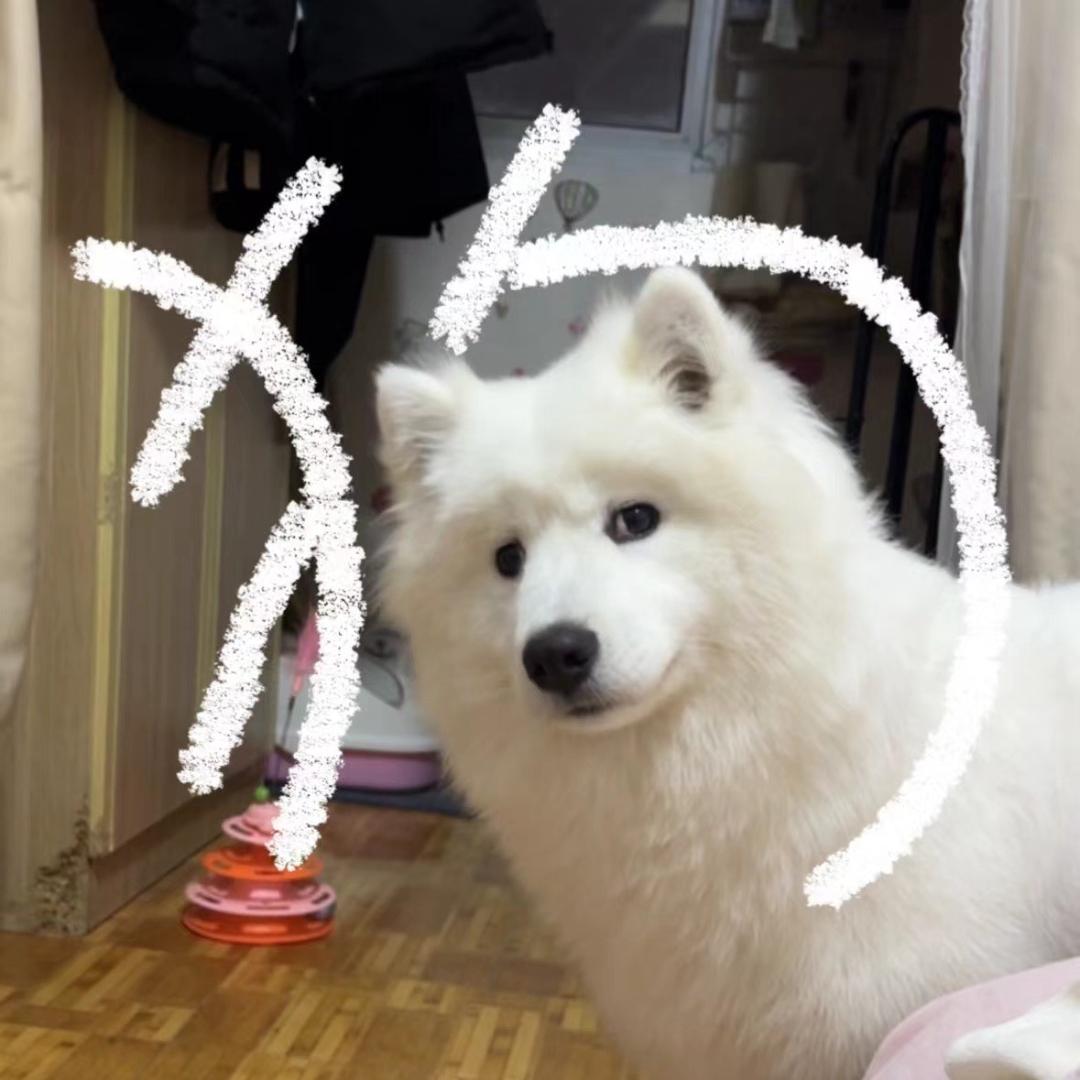 泽漆
