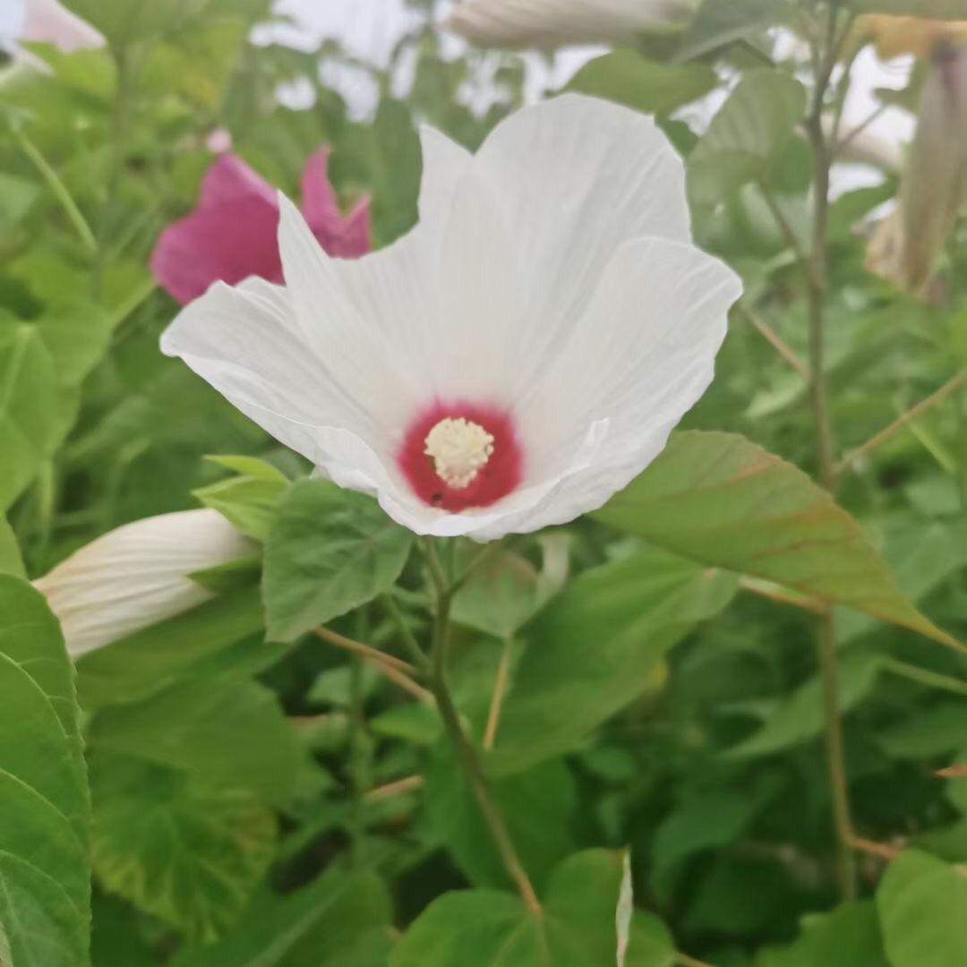 半人半事半生活