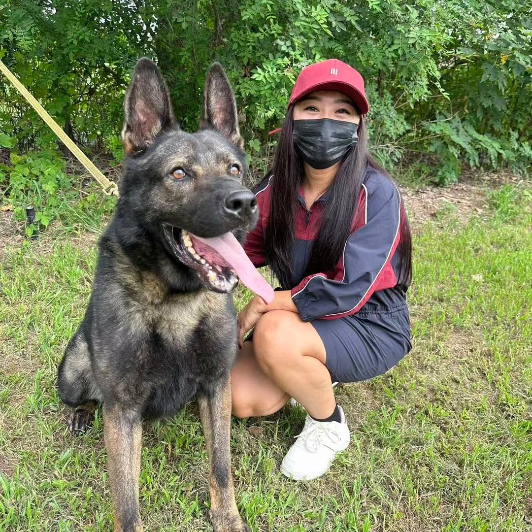 郑航犬舍小黑妞
