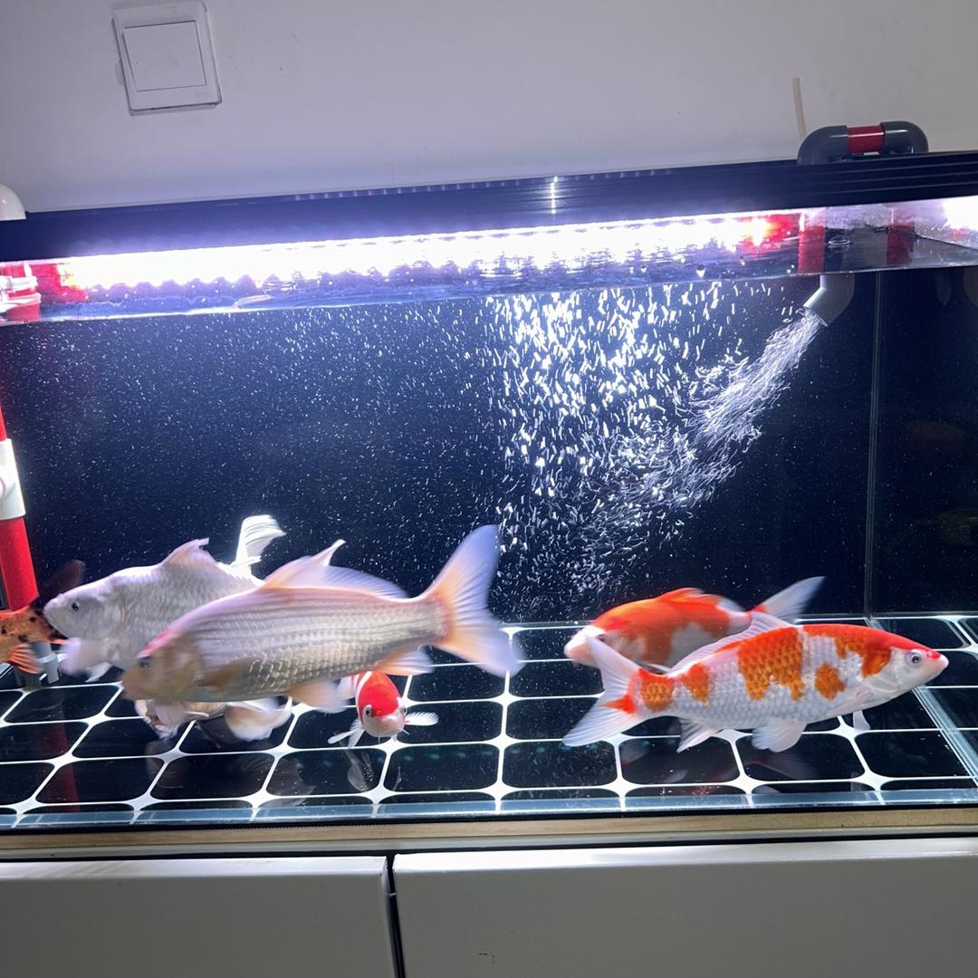 金鹏鹿水族