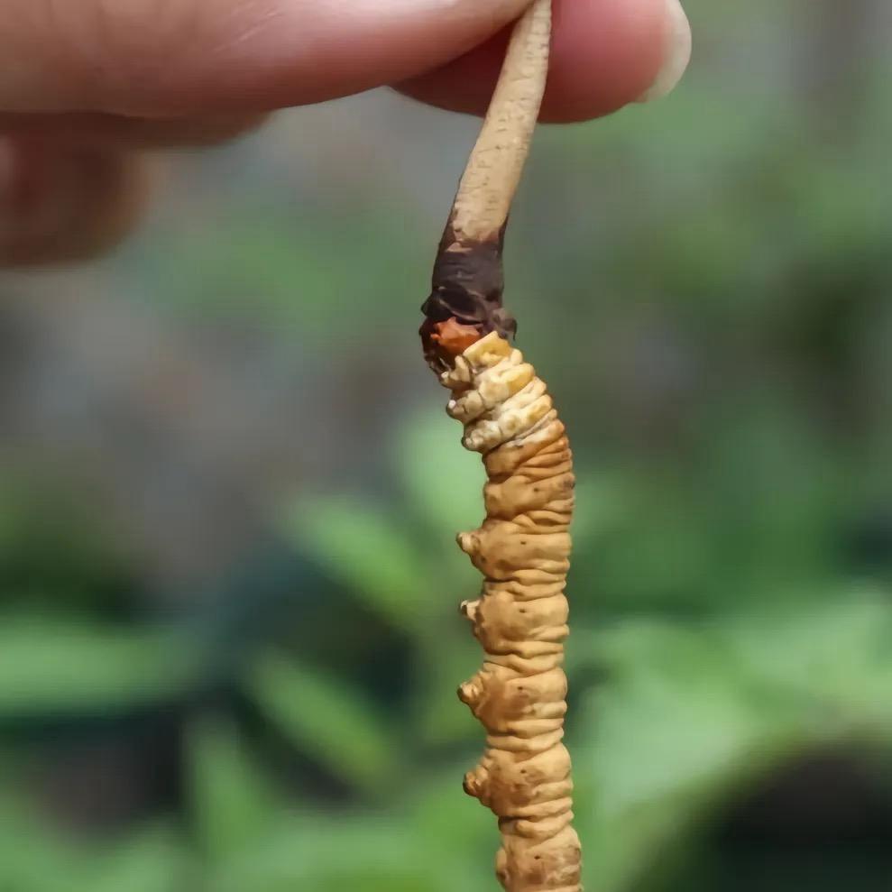 穆奇堂滋补专营店臻选