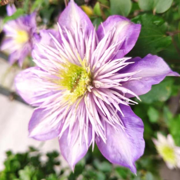 糖瓶花草