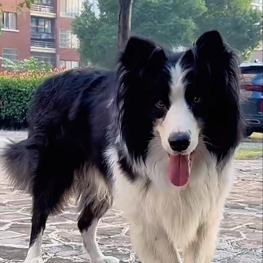 射阳寻边牧