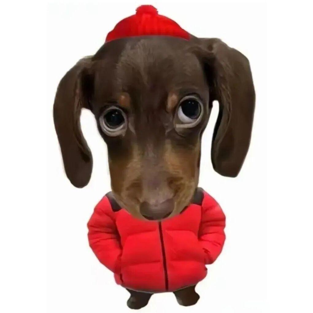 番茄英语女王🍅