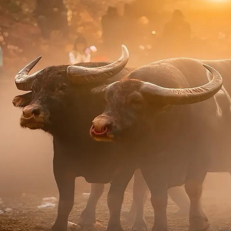 农村小浩儿@抖音