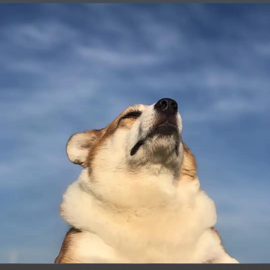 饭羊