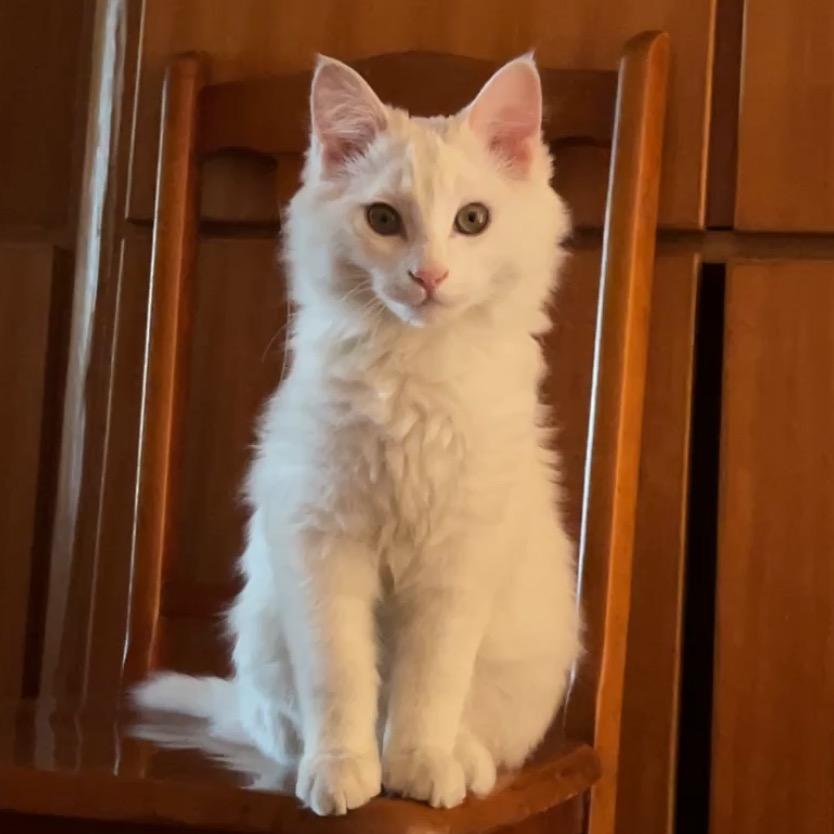 萌狮猫星球