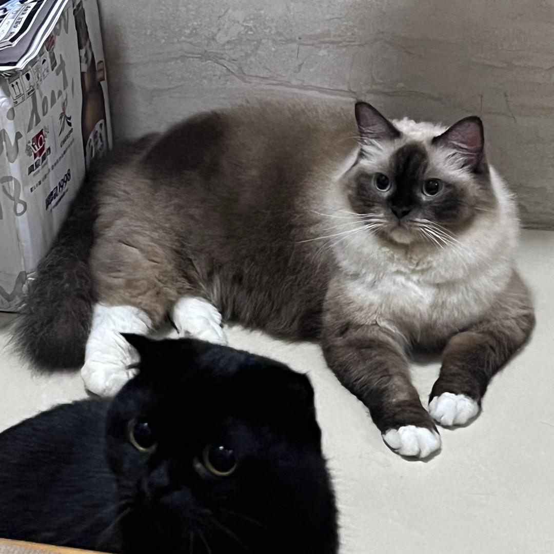 ，家有肥猫