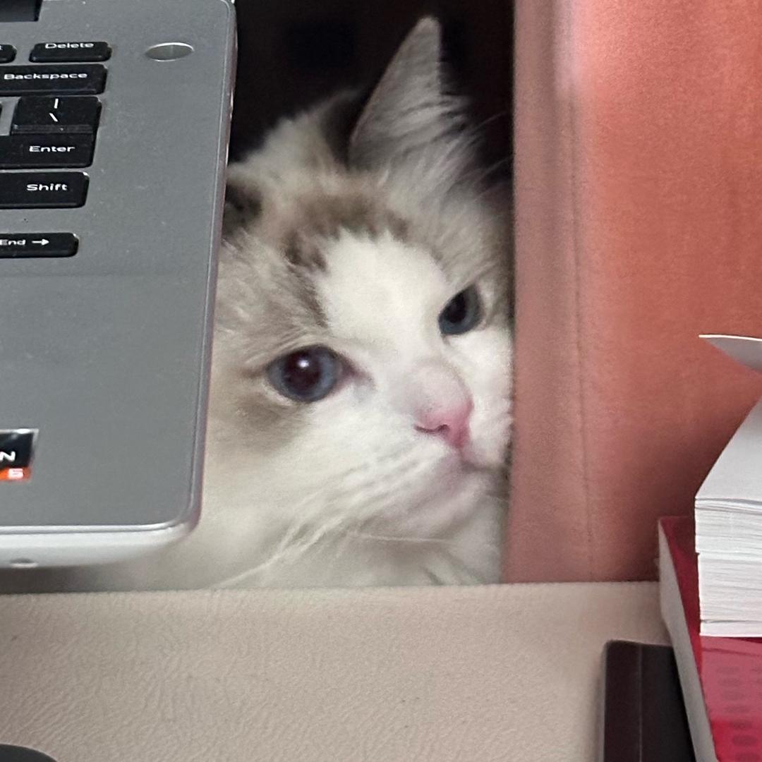 曦嘤星星🐈‍⬛