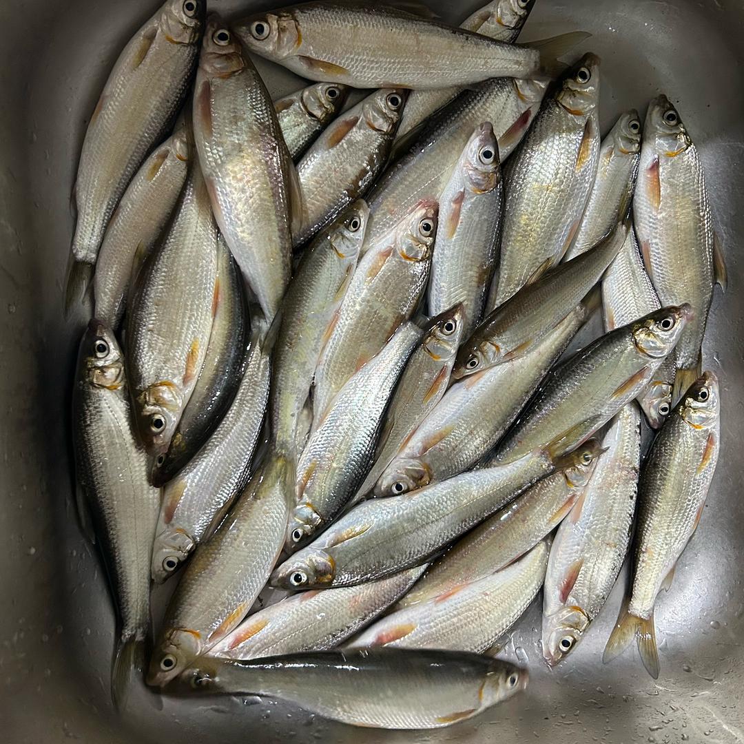 小鱼玩家