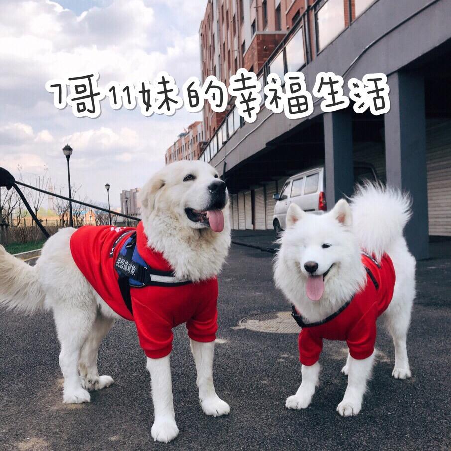 7哥11妹的小爸爸