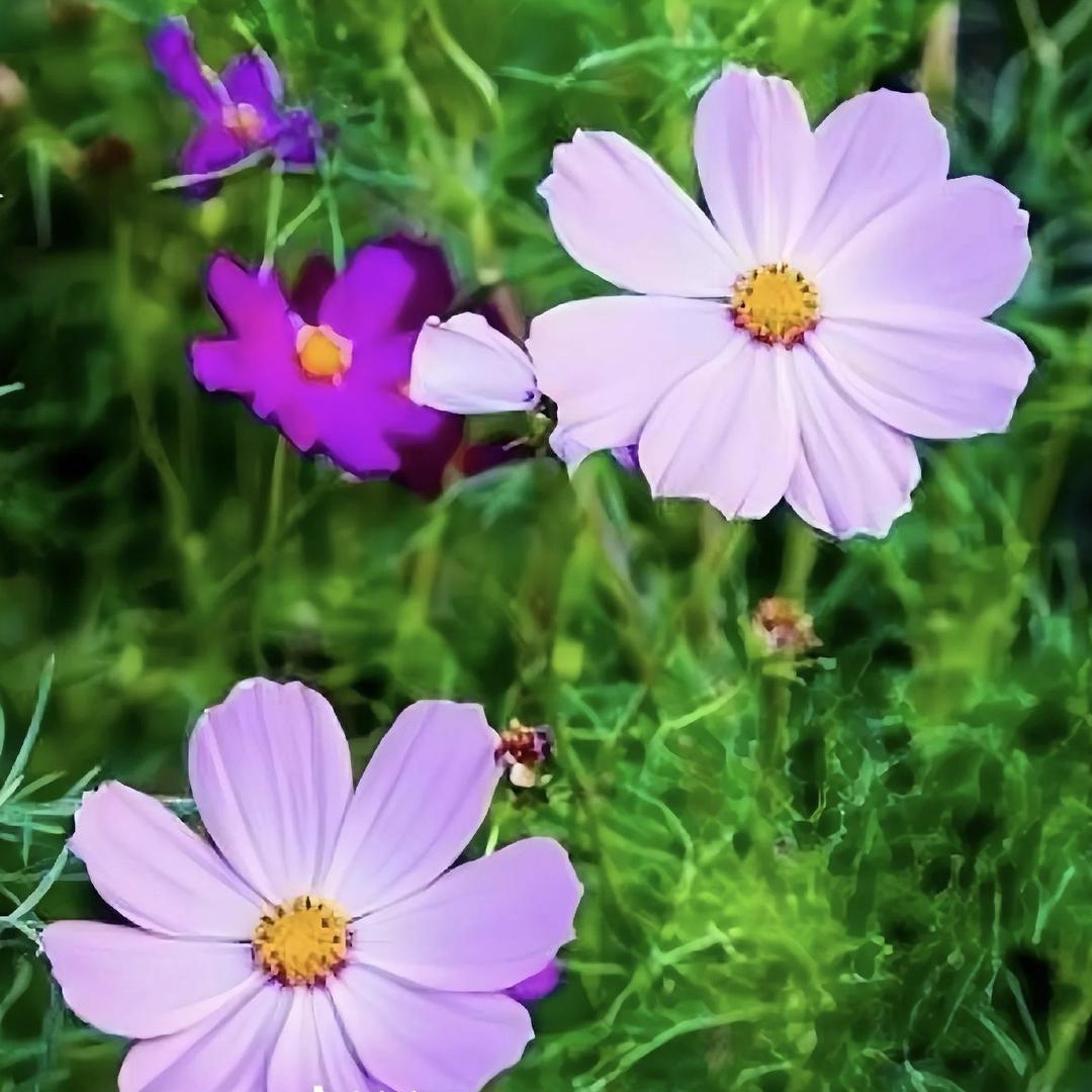 大连金普新区丘屹雅商贸店（个体工商户）