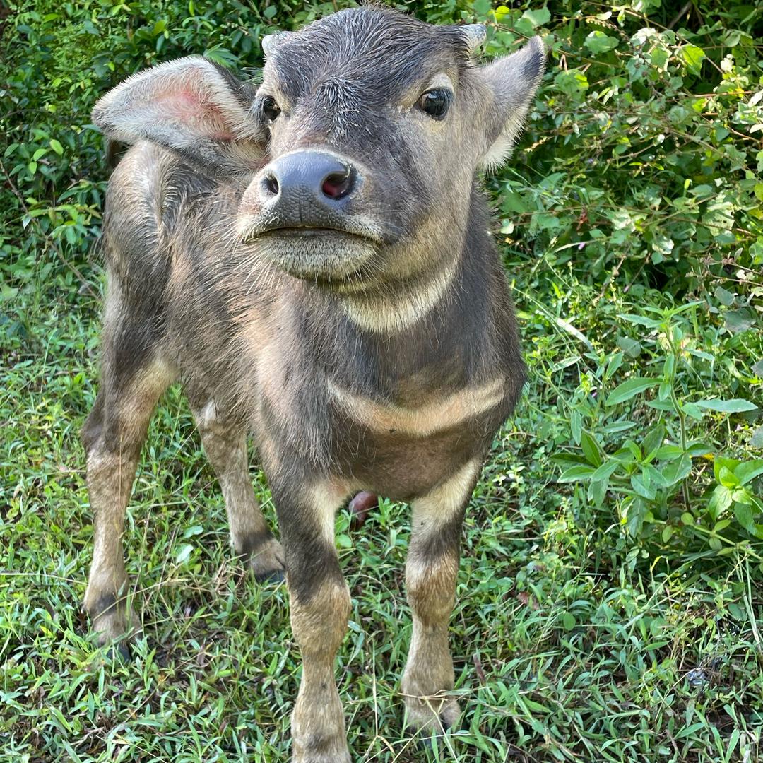 放牛人(广西表妹)