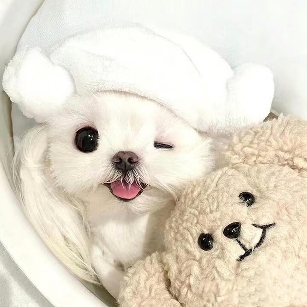 Hey，花花小蘑菇