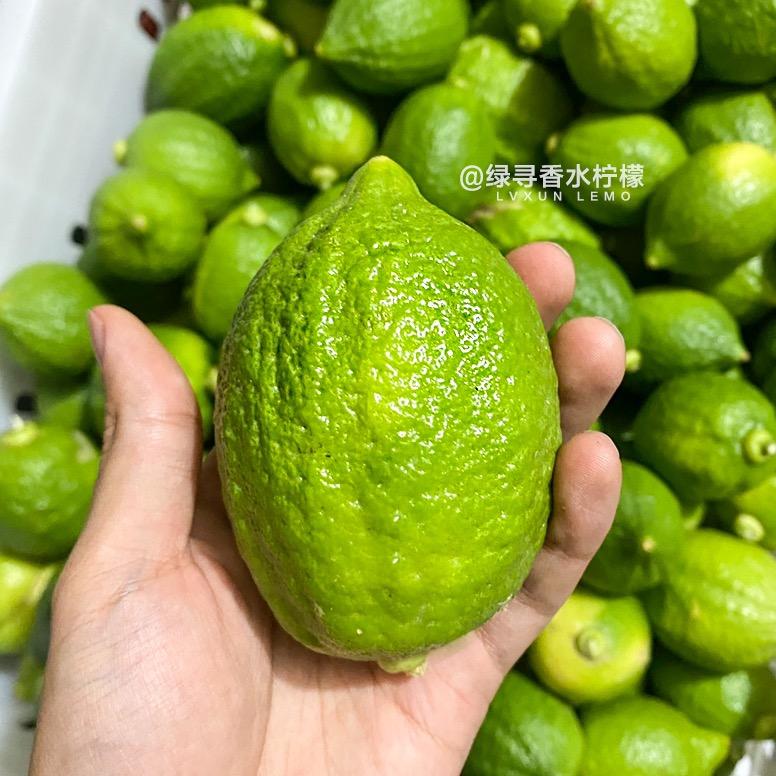 绿寻香水柠檬
