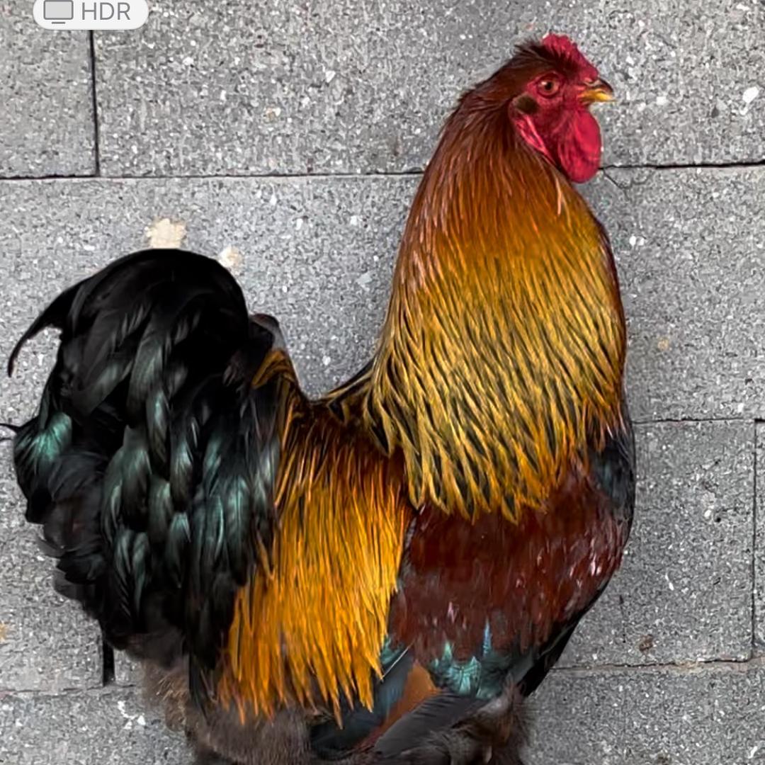 鑫源生态养殖