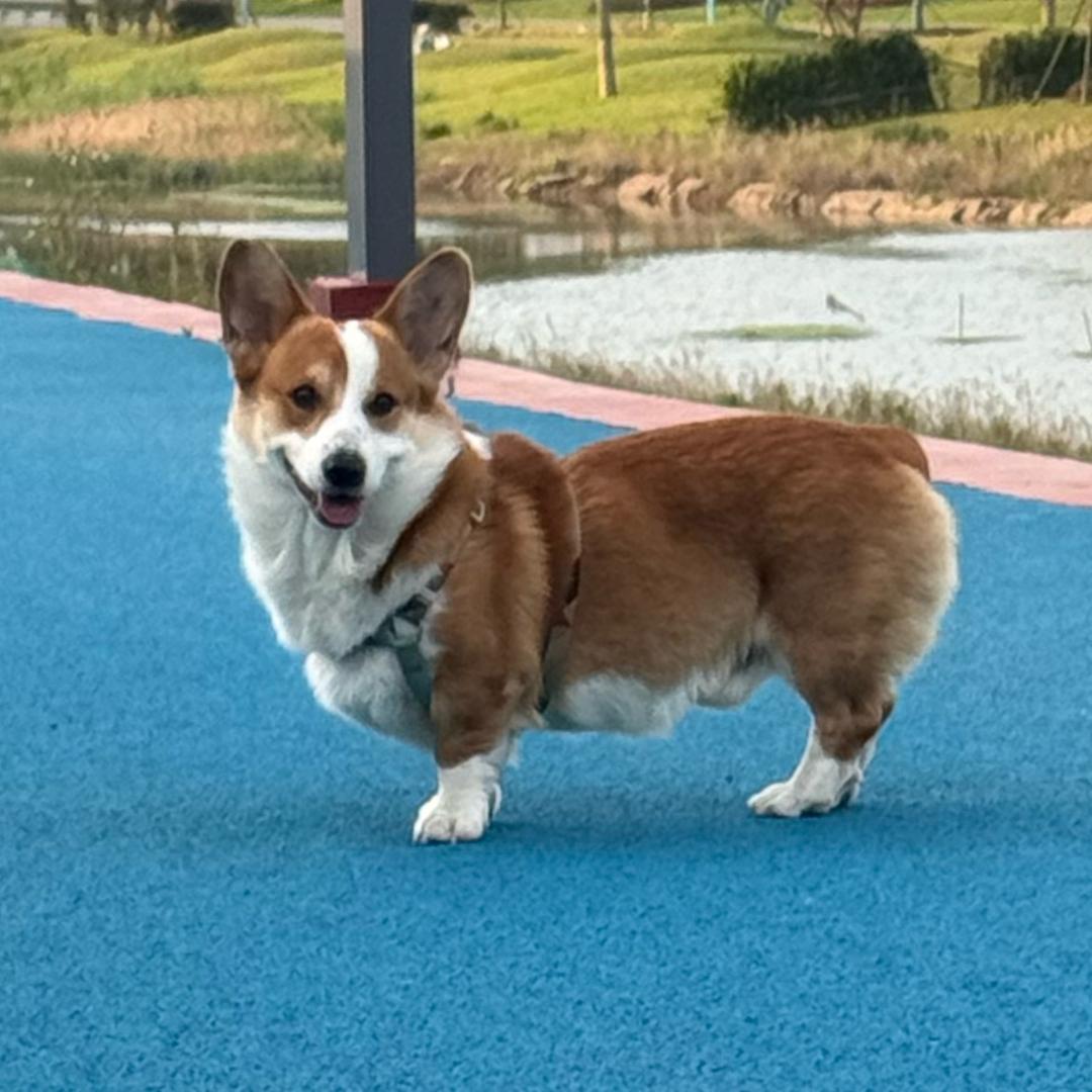 大耳朵蛋蛋是柯基