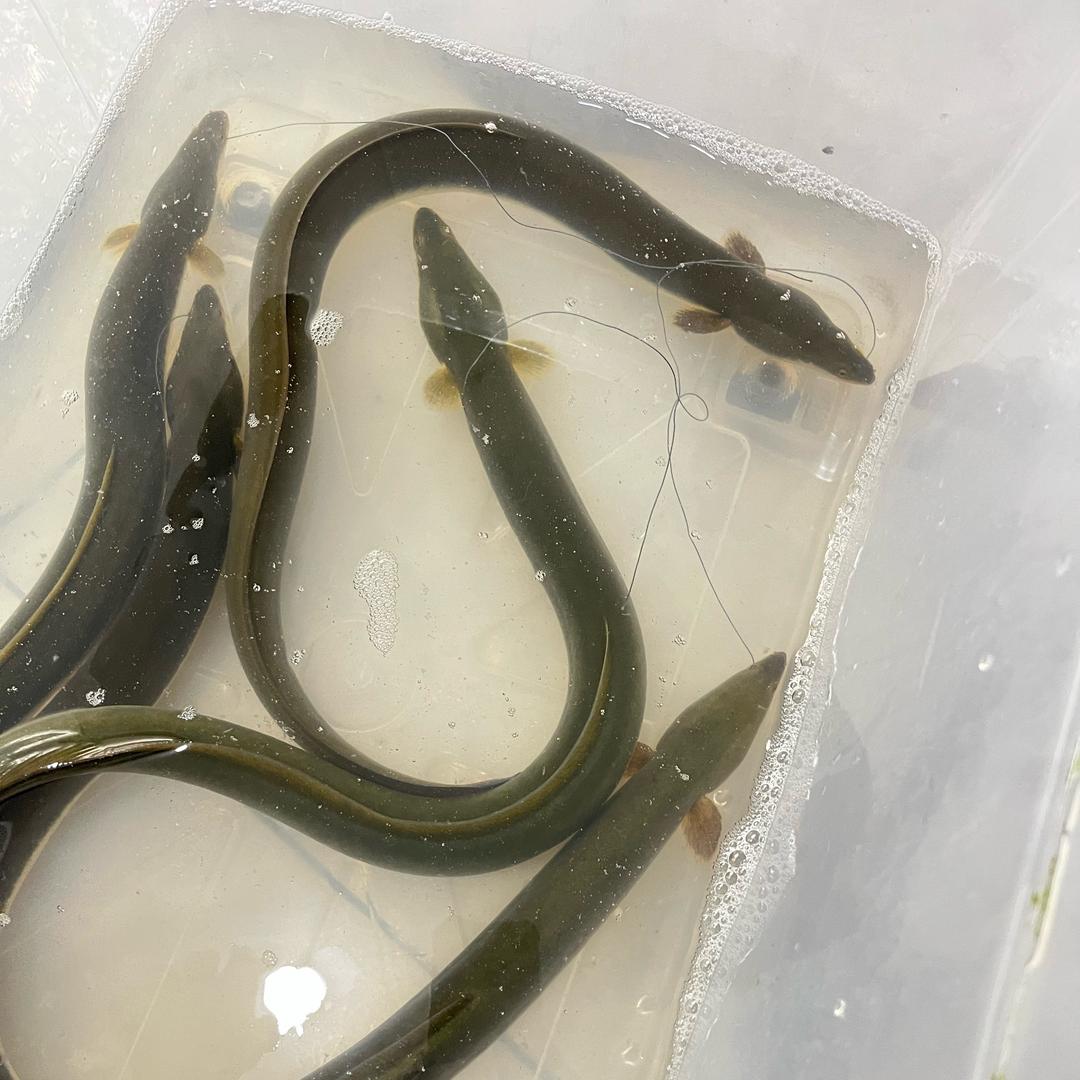 野生水产12批发零售