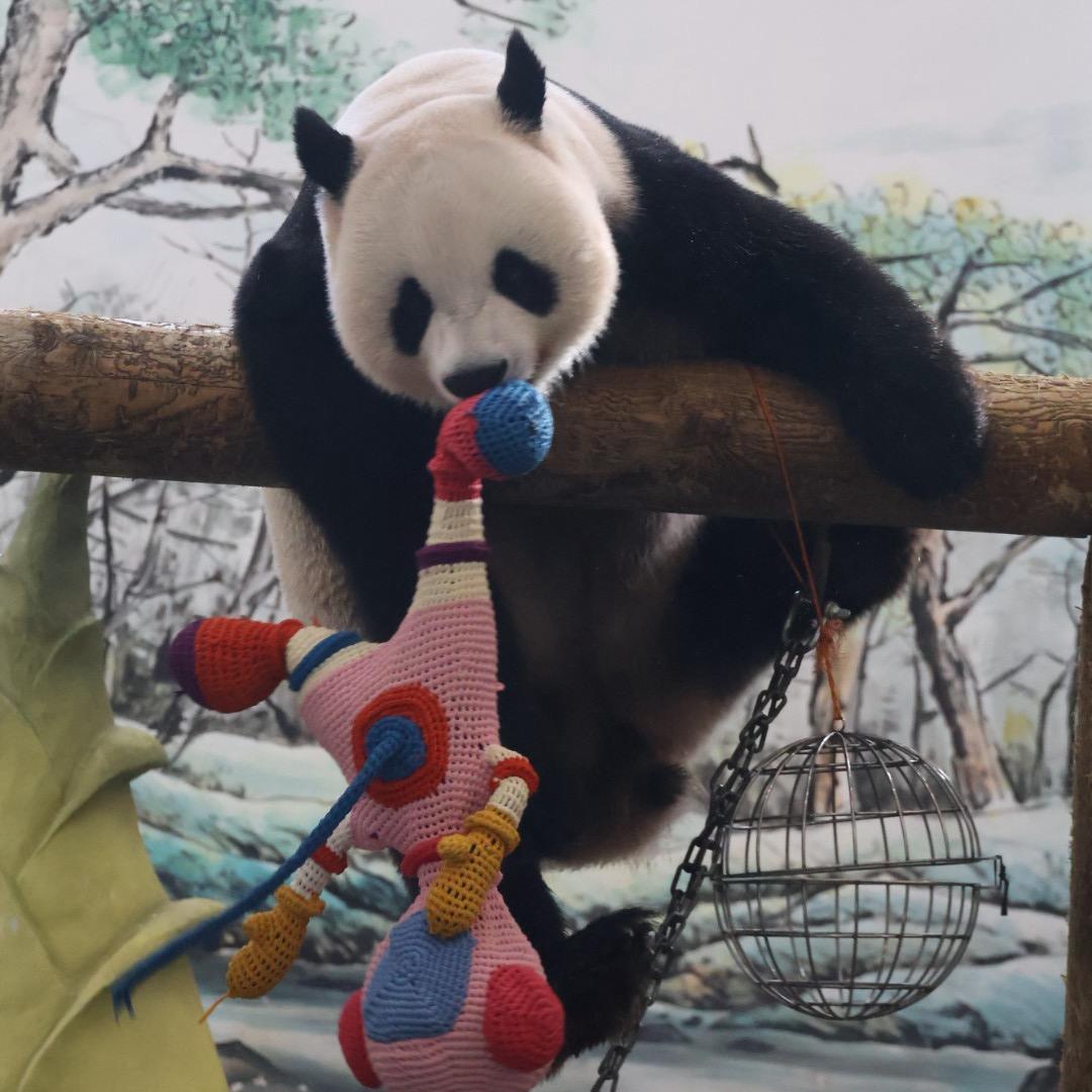 🐼你叶爷