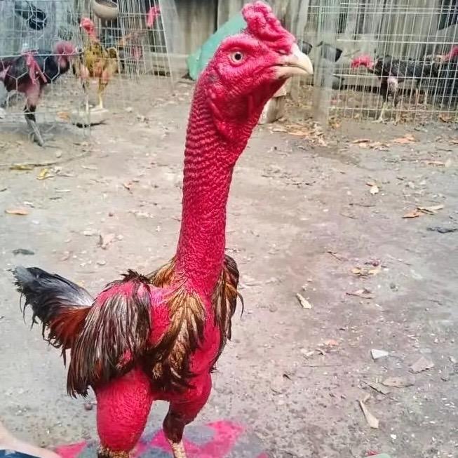 耀兴斗鸡养殖