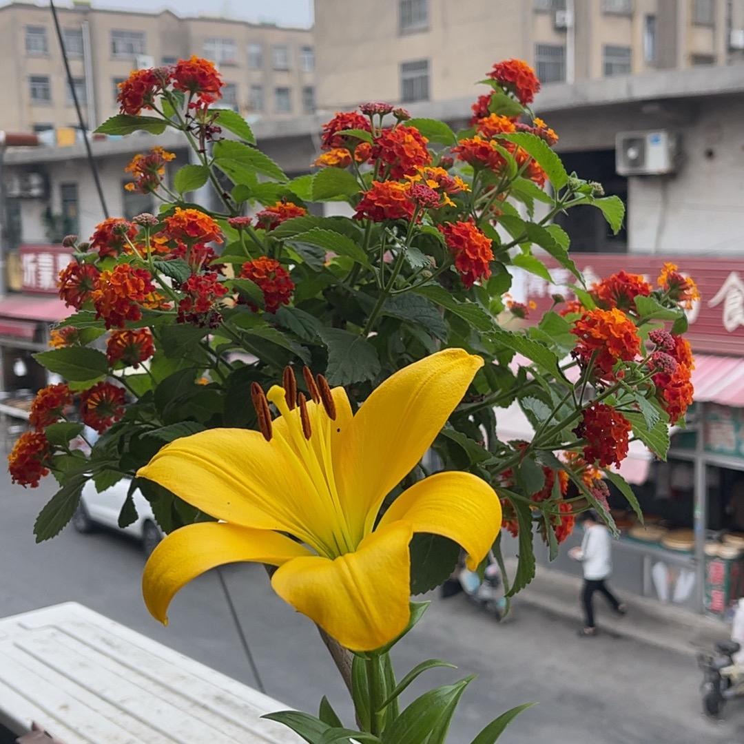 爱花人，清风
