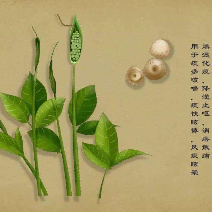 药都半夏付义涛