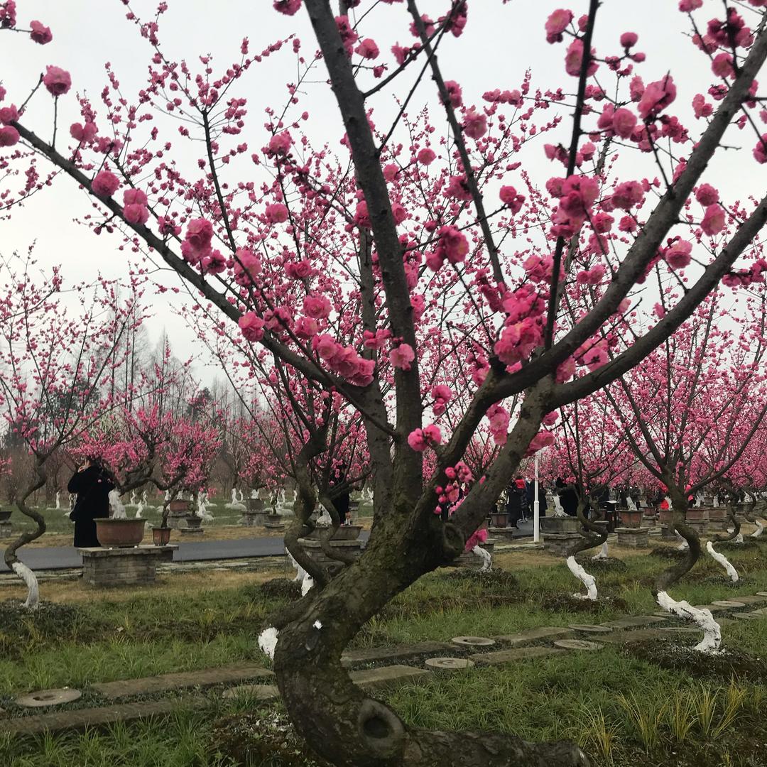 菊