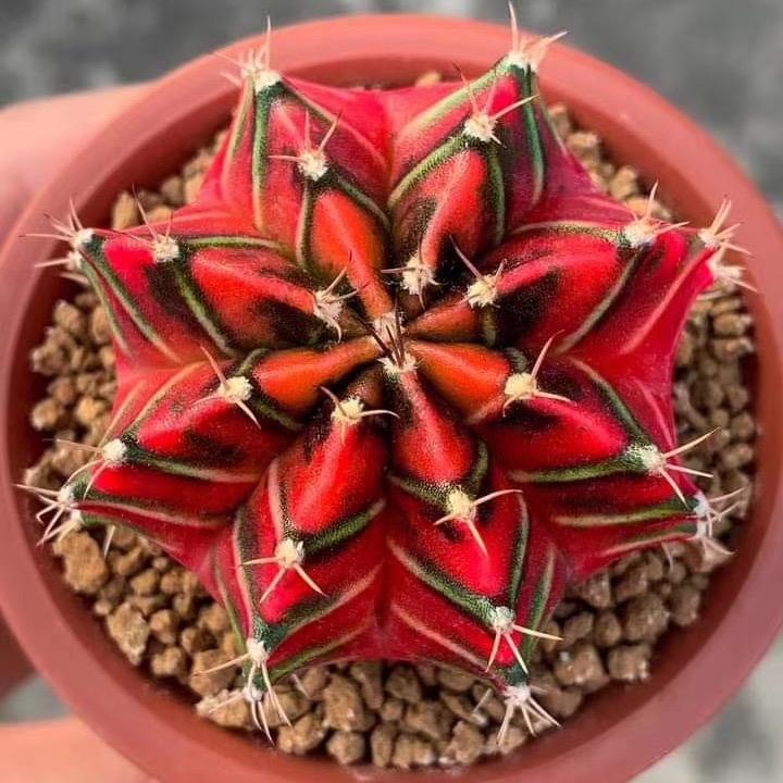 歆咏花卉