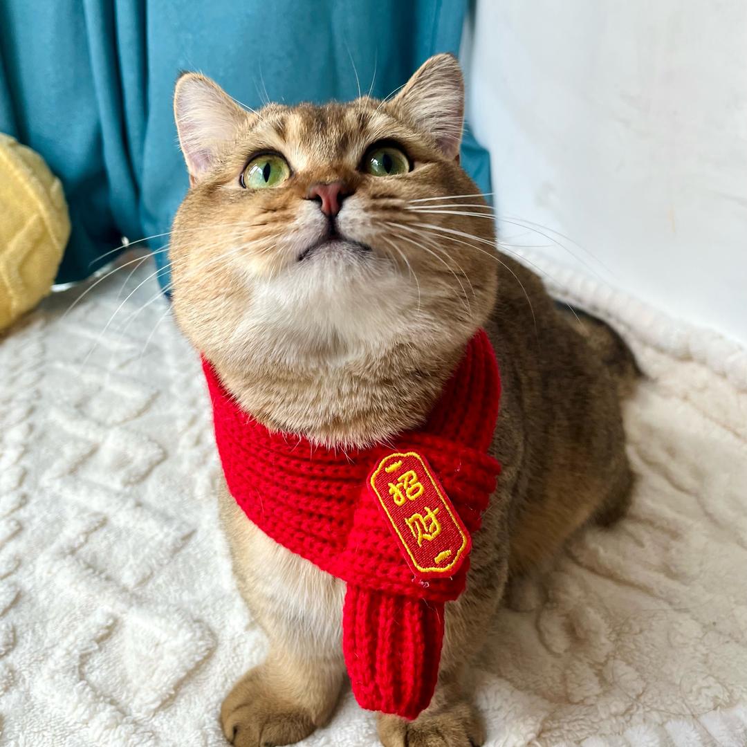 短腿蛋卷发财喵