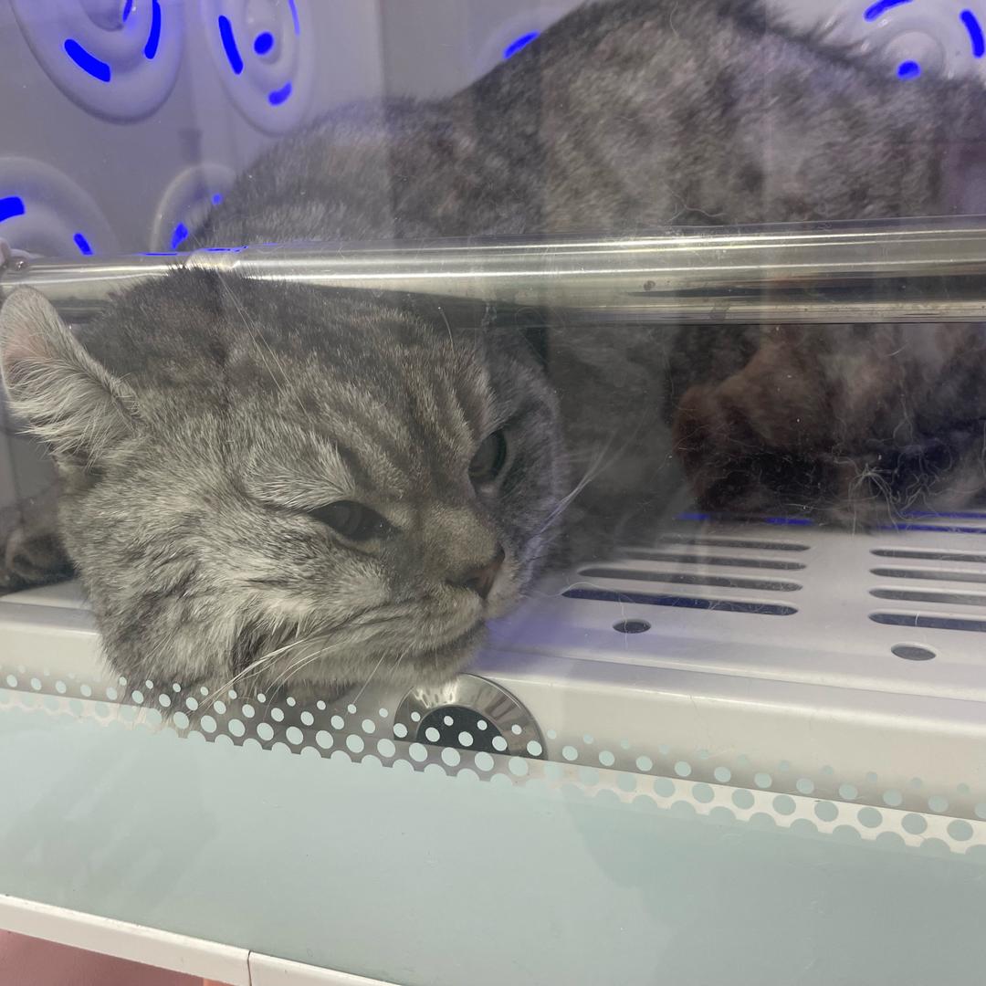 六六（哈基米）