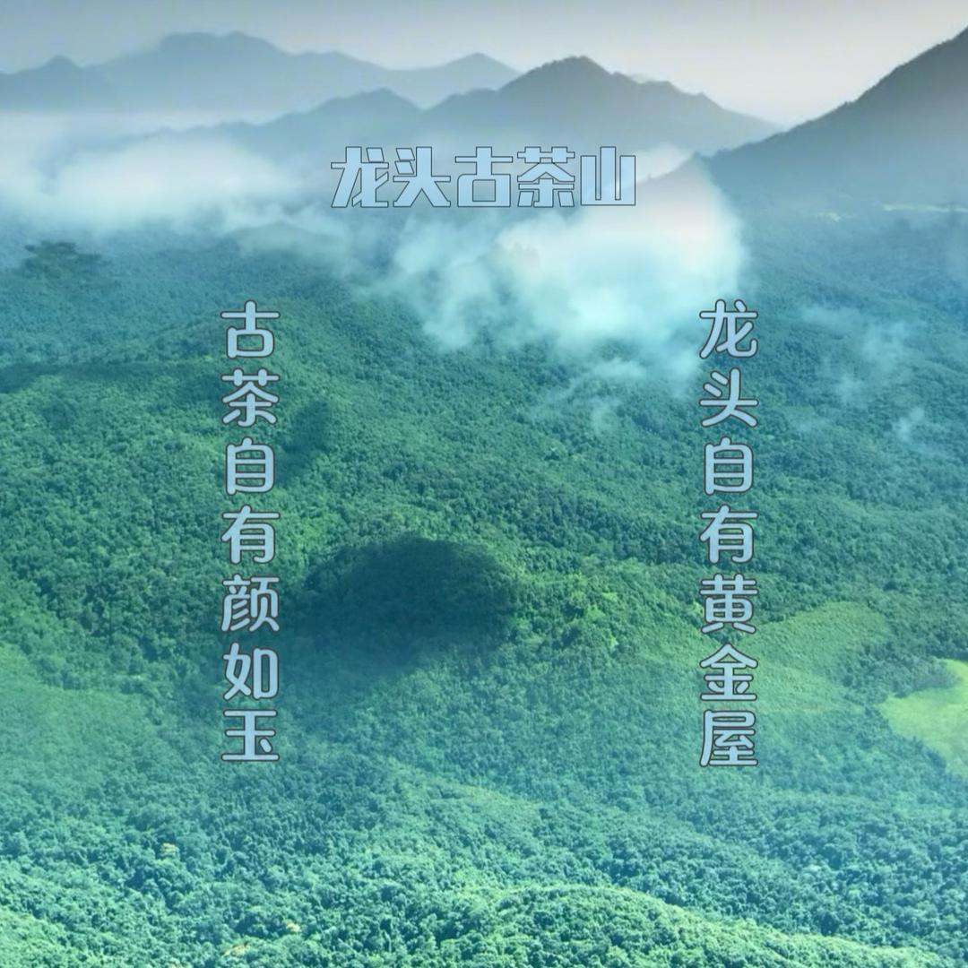 龙头古茶