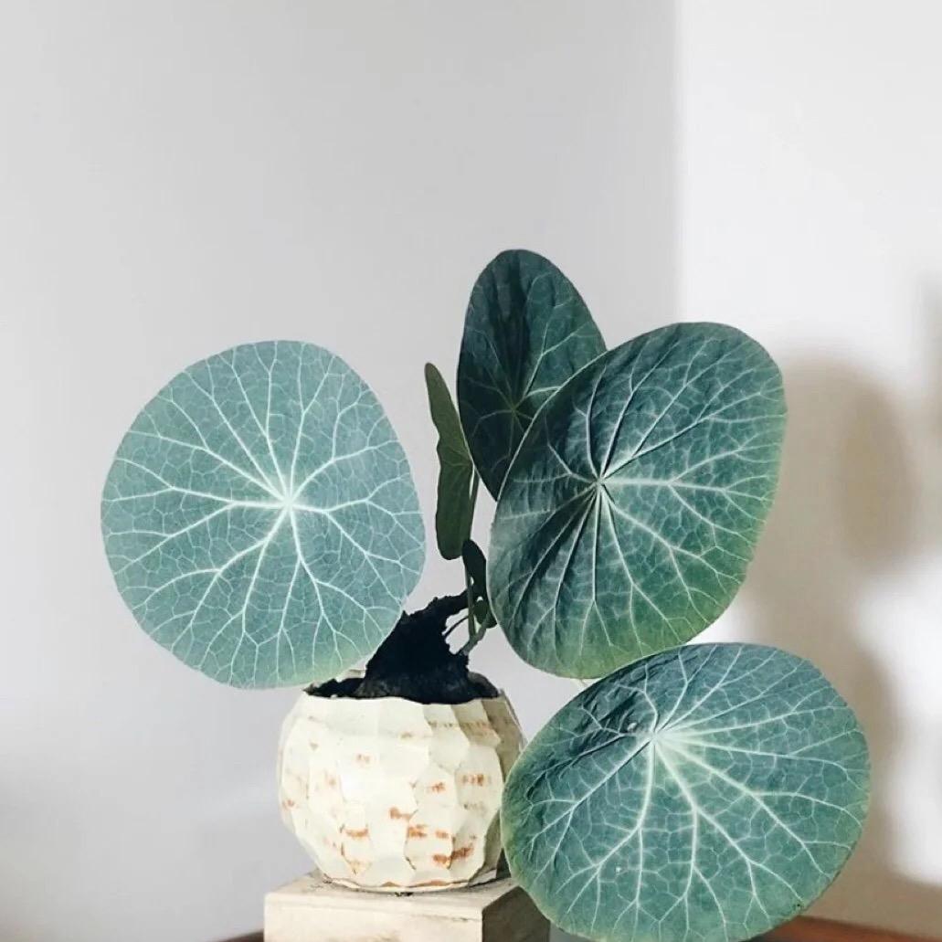 重生之我在大棚卖山乌龟