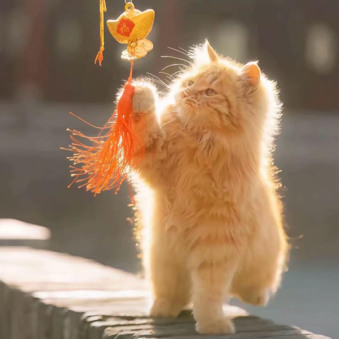 吃饱了就开心的睡觉