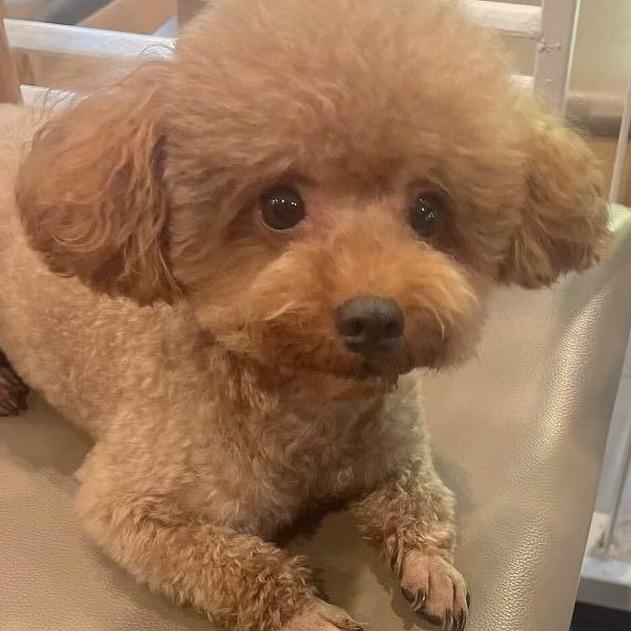 小兔子爱吃香菜