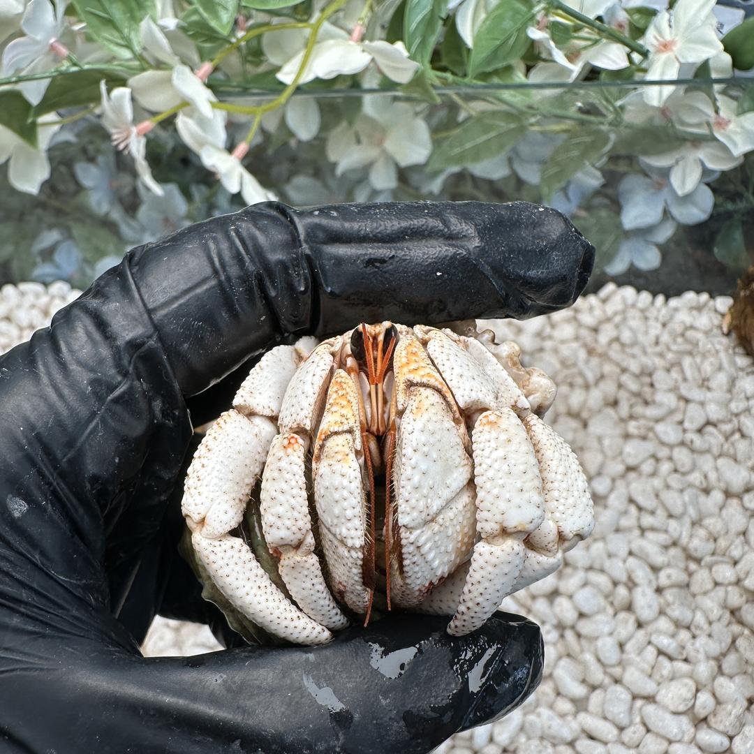 三个贝壳遇见蟹