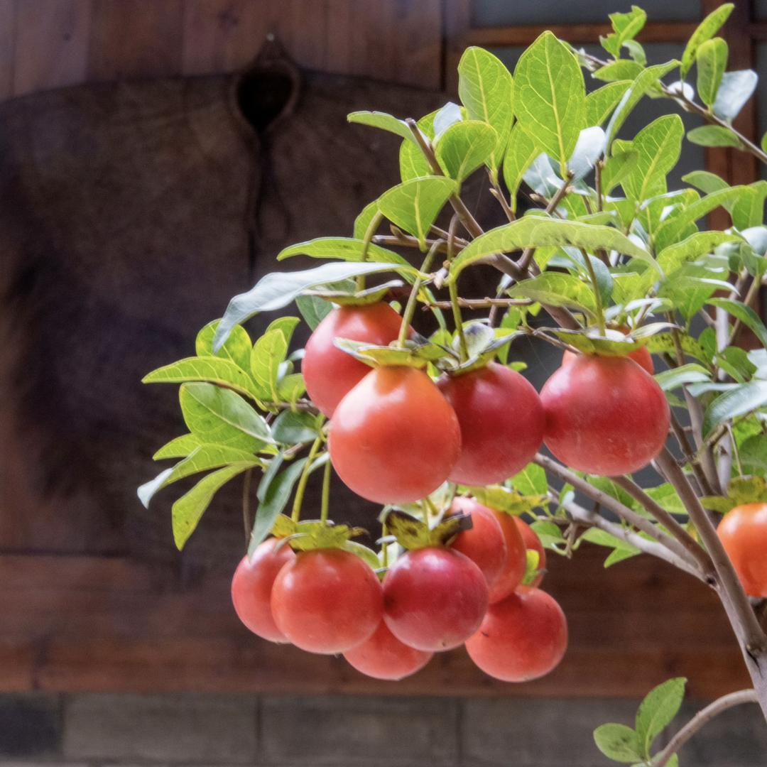 元陶金弹子盆景