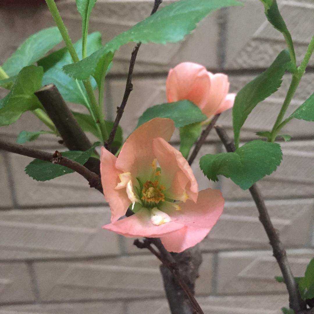 王者