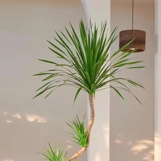 拾光绿植空间