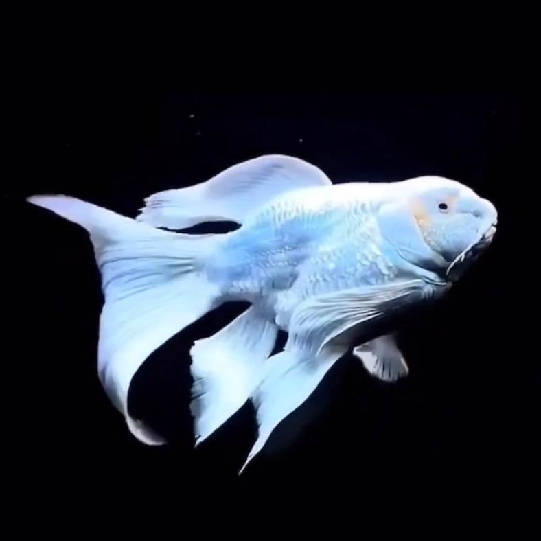 卧底战神霍祁君头像