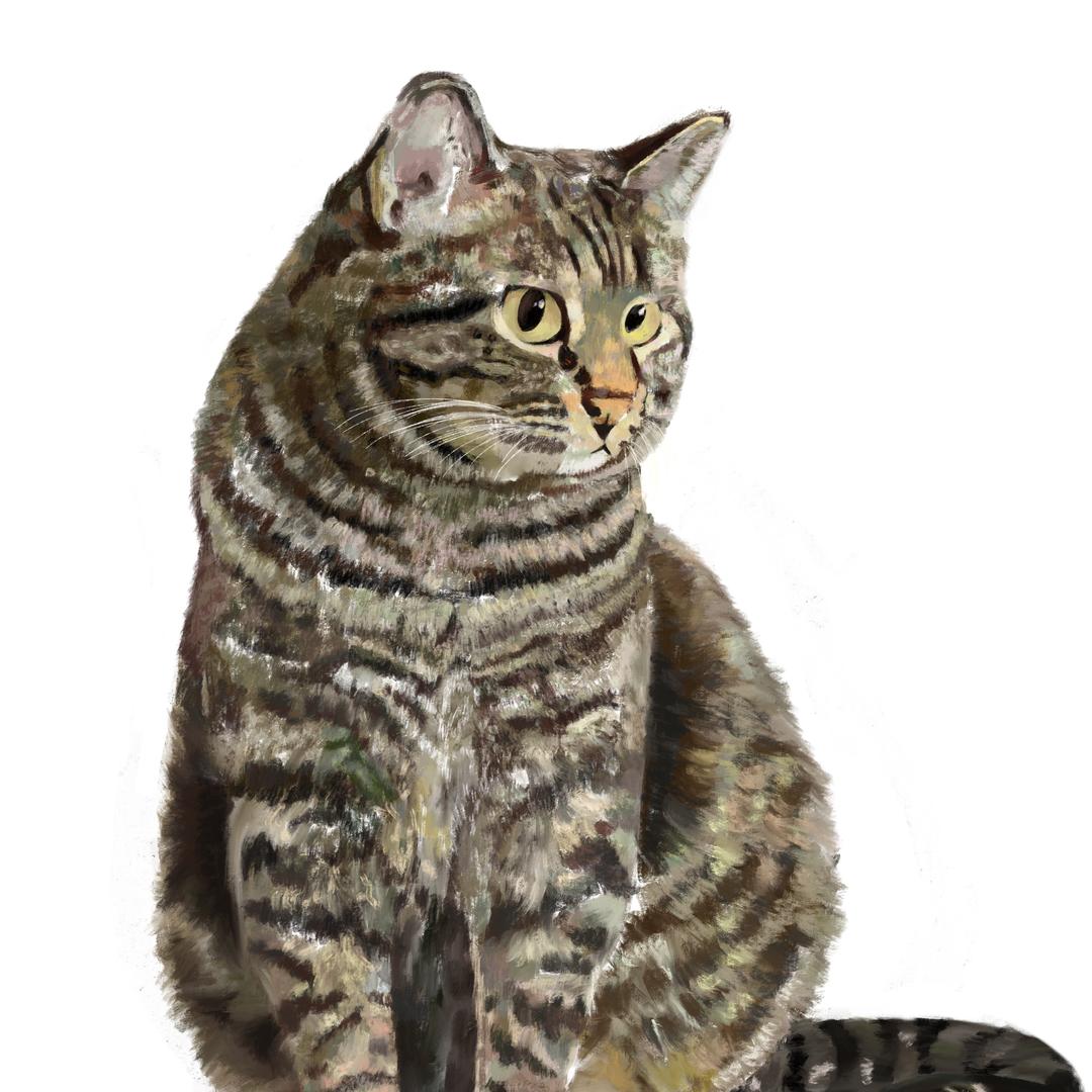 橘子味儿的橙子🍊