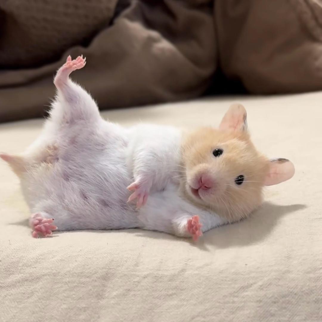 hellokiki