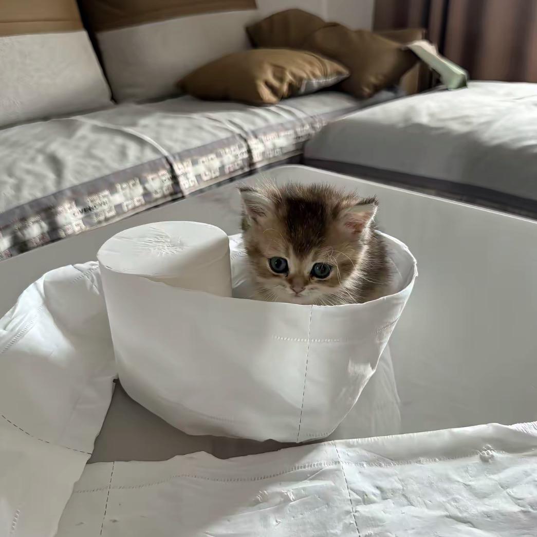 爸总
