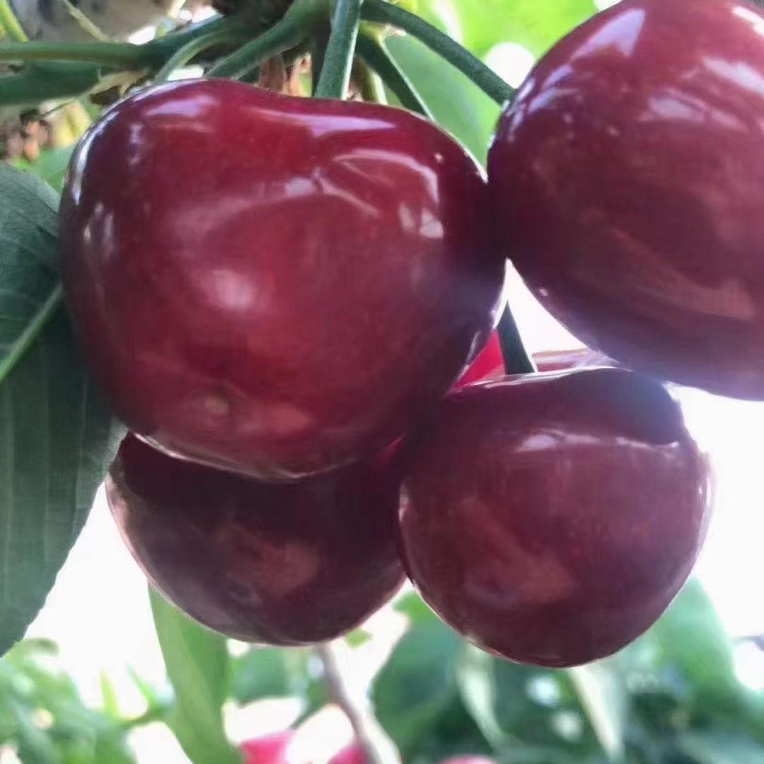 大连樱桃农合社