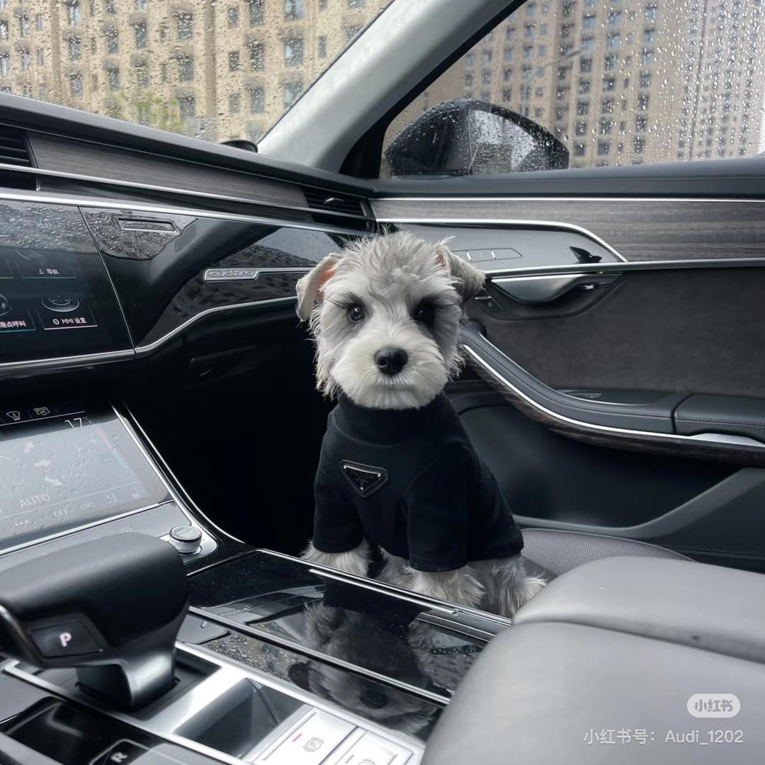 老梆子二手车（徒弟号）