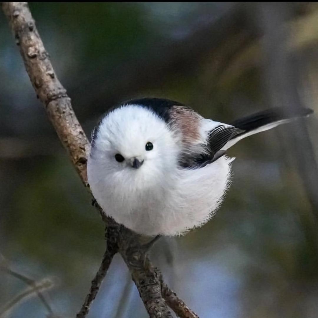 birdd