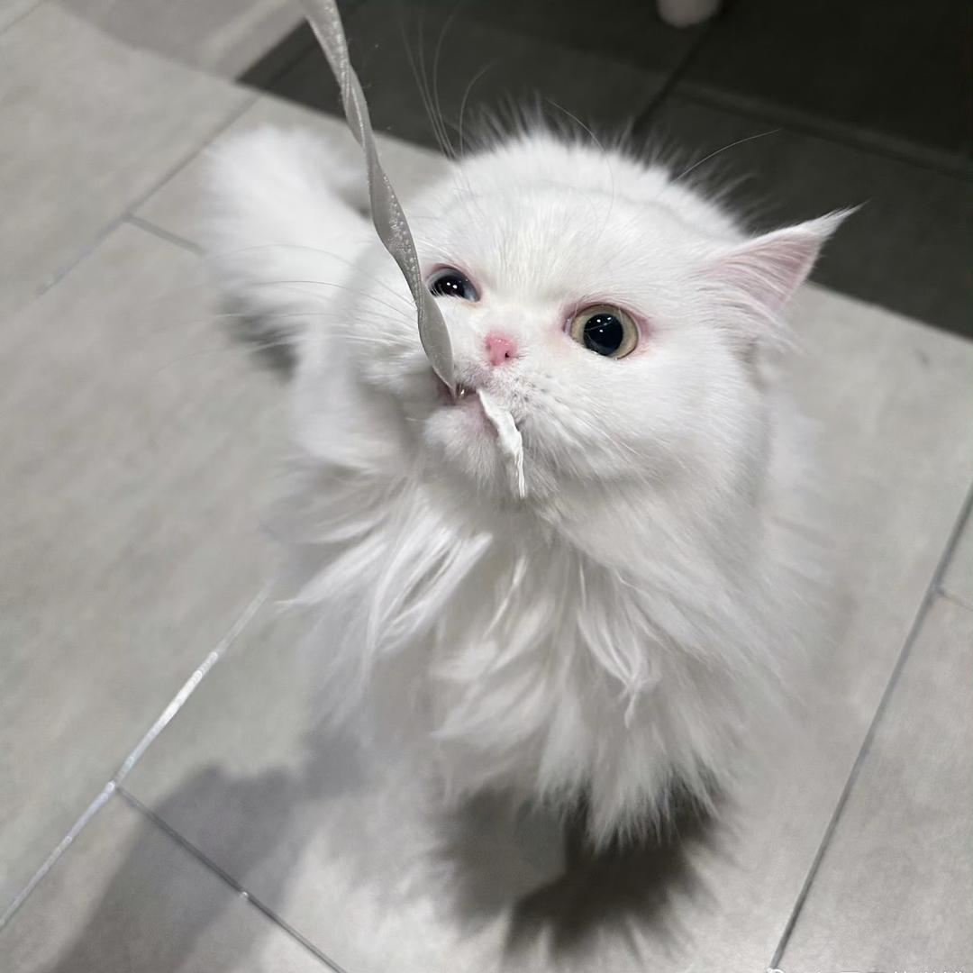 🍥