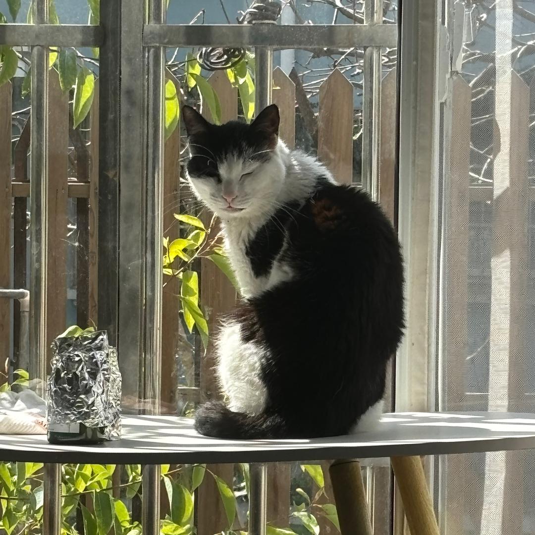 犟种猫咪的日常